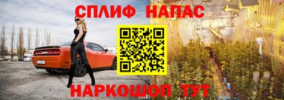 сатива Новозыбков